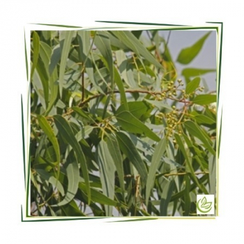 Äth. Eucalyptus Citriodoraöl 20 ml