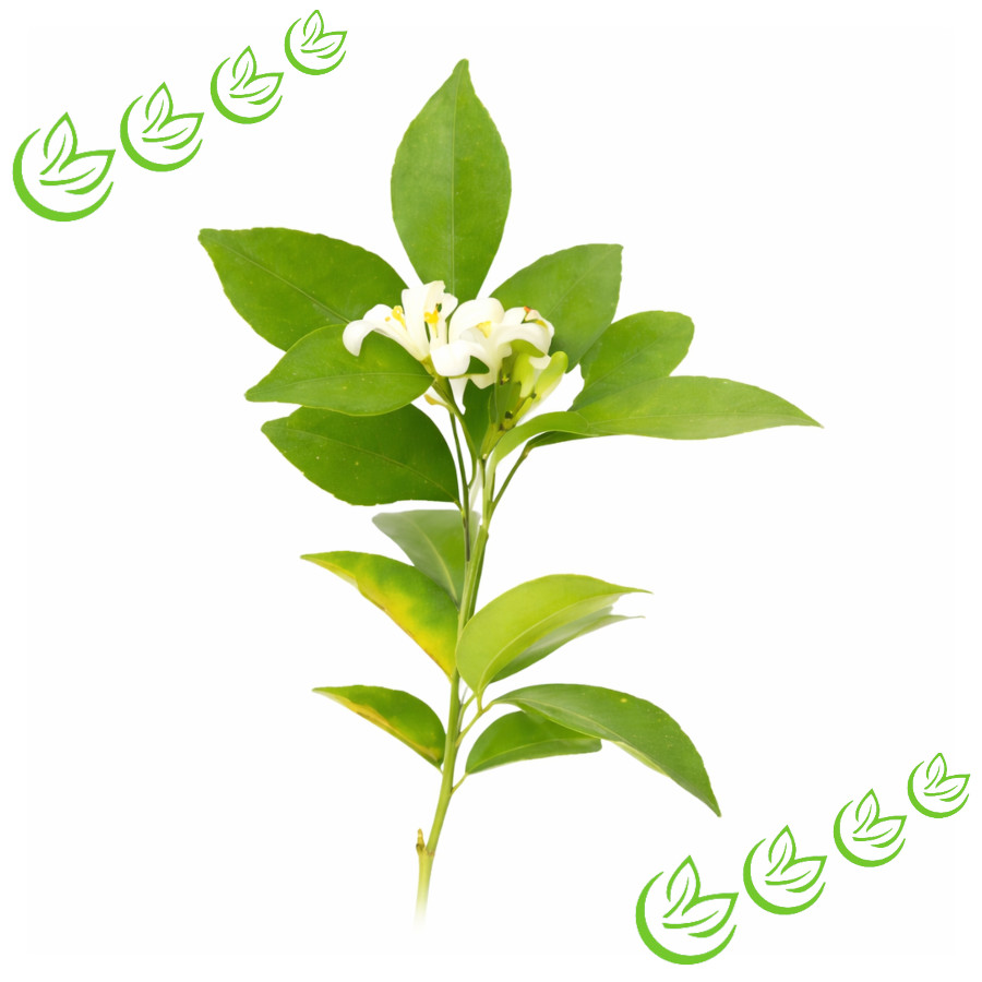 Ätherisches Amyrisöl