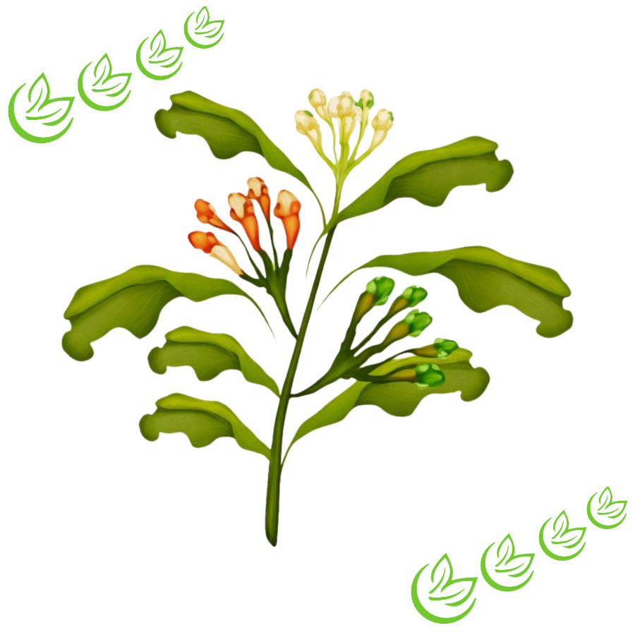 Ätherisches Nelkenblätteröl