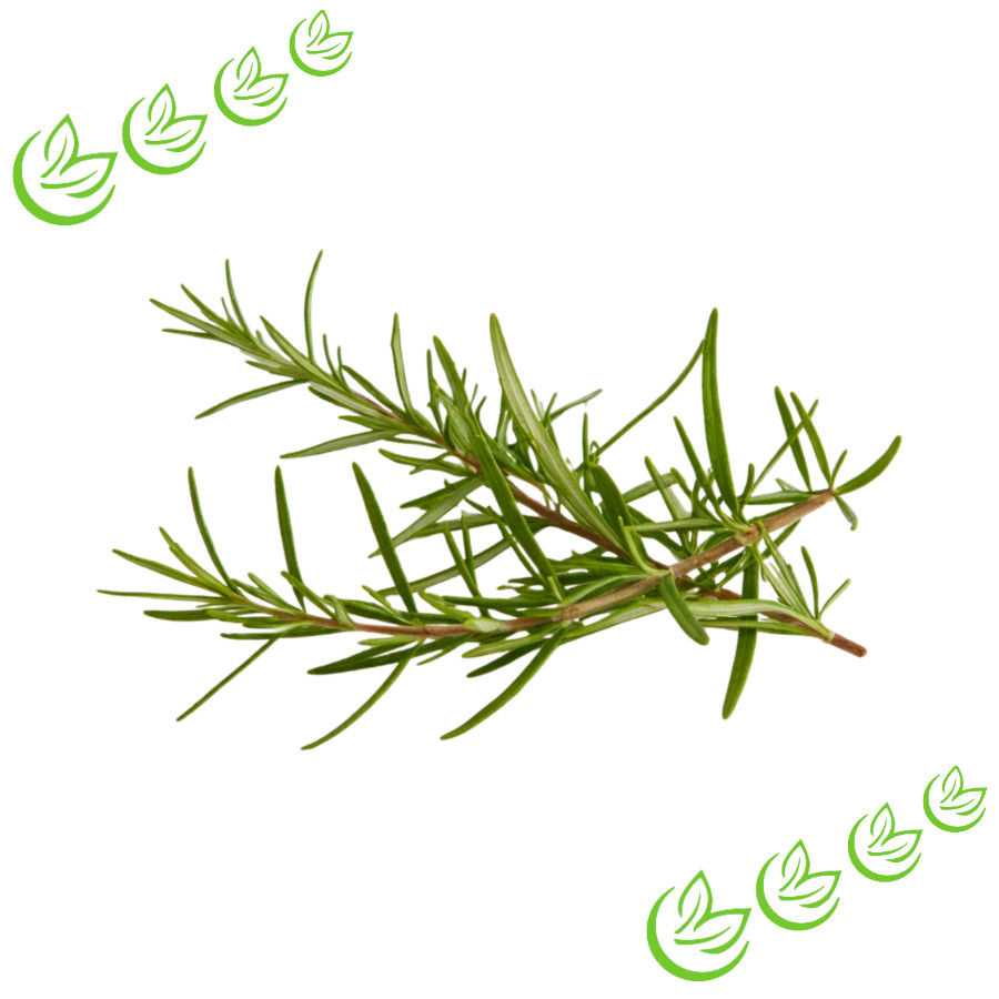 Ätherisches Rosmarinöl