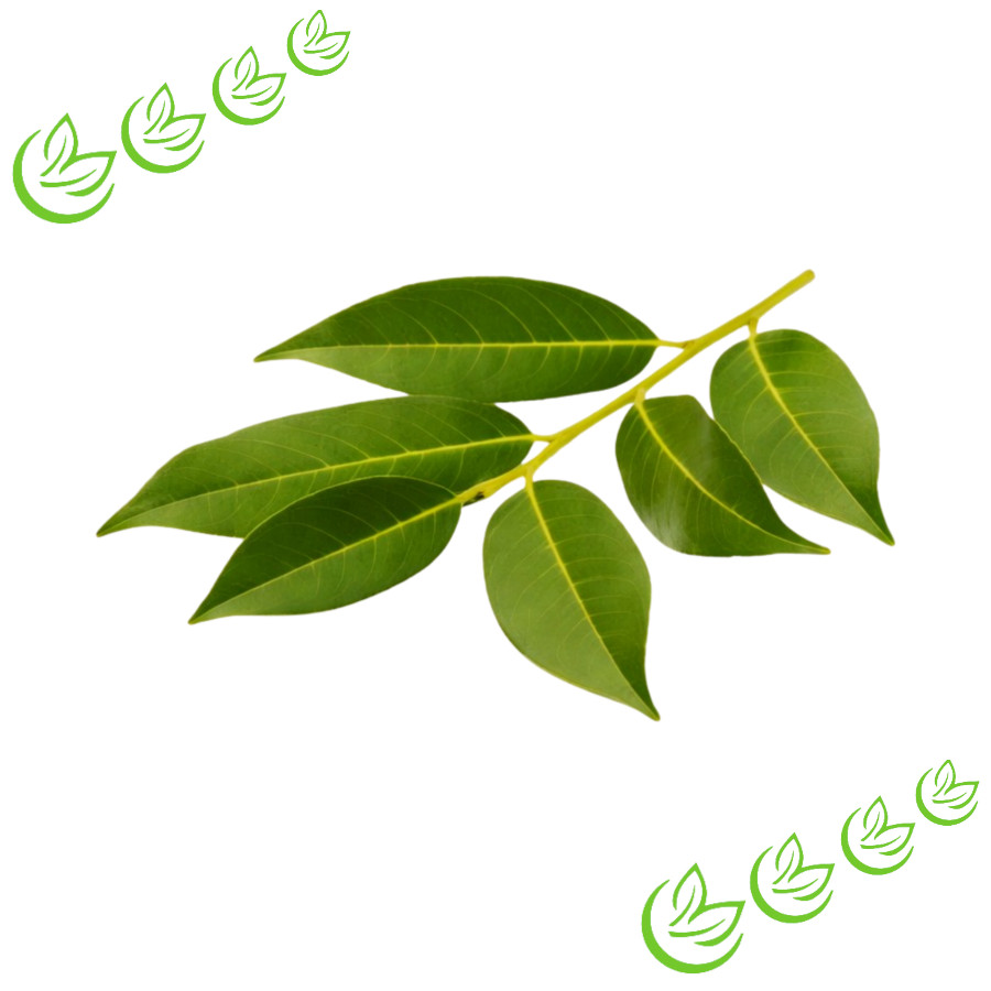 Ätherisches Lorbeerblätteröl