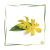 Ätherisches Ylang Ylangöl I BIO