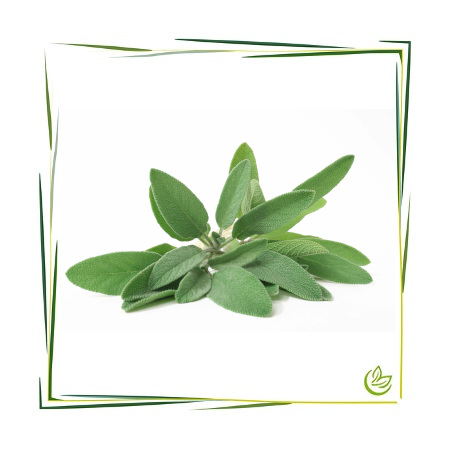 Salbei Antioxidans CO2 BIO