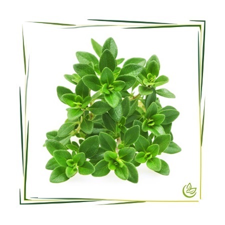 Hydrolat Thymian Natural BIO