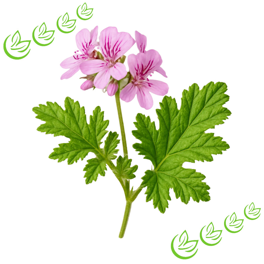 Ätherisches Geraniumöl Bourbon BIO