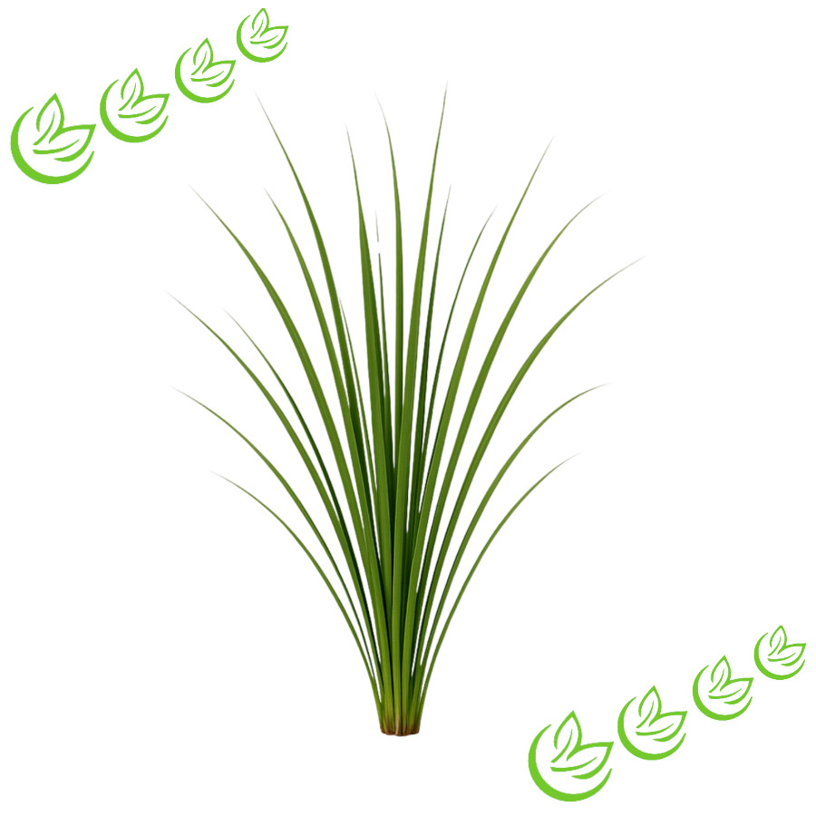 Ätherisches Lemongrasöl BIO