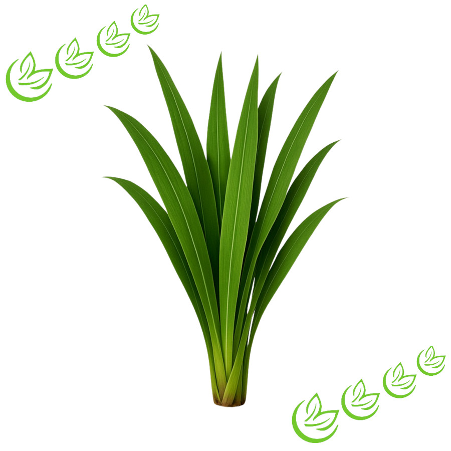 Ätherisches Citronellaöl BIO