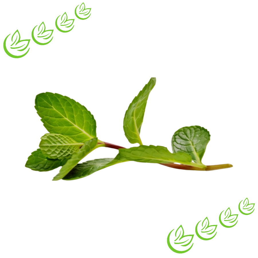 Ätherisches Krauseminzöl BIO