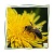 Bienenwachs gelb