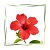 Hibiskus Pulver BIO
