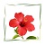 Hibiskus Pulver