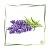 Hydrolat Lavendel Natural BIO