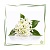 Hydrolat Neroli BIO