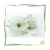 Hydrolat Rosen Alba Natural BIO