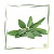 Hydrolat Salbei BIO