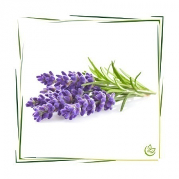 Lavendelblüten BIO
