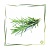 Rosmarin Antioxidans CO2 BIO