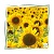 Sonnenblumenöl oleic raffiniert