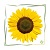 Sonnenblumenwachs