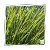 Ätherisches Citronellaöl BIO