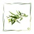 Ätherisches Eucalyptusöl BIO
