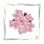 Preview: Parfümöl Cherry Blossom 5 l