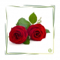 Preview: Parfümöl Rose 100 ml