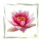 Preview: Parfümöl Seerose 20 ml