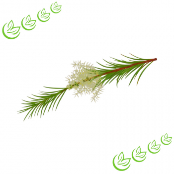 Äth. Cajeputöl 100 ml