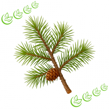 Äth. Zedernholzöl Himalaya 3 l