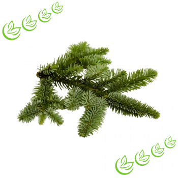 Äth. Edeltannennadelöl 20 ml