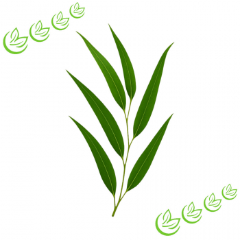 Äth. Eucalyptus Citriodoraöl 100 ml