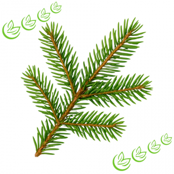 Äth. Fichtennadelöl 1 l