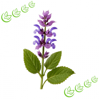 Äth. Muskateller Salbeiöl 100 ml