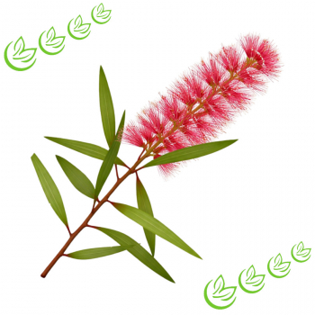 Äth. Niauliöl 100 ml