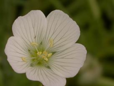 Wiesenschaumkrautöl raffiniert 100 ml