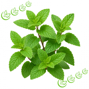 Äth. Pfefferminzöl Piperita 500 ml