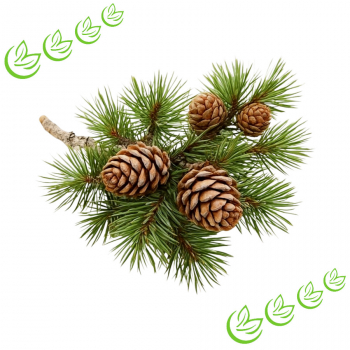 Äth. Zirbelkieferöl 100 ml