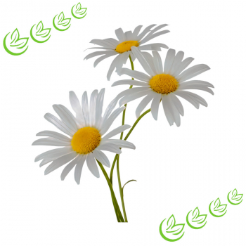 Äth. Kamillenöl römisch 100 ml