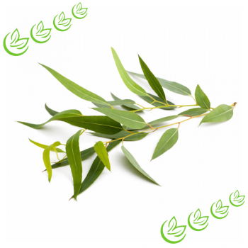 Äth. Eucalyptusöl BIO 20 ml