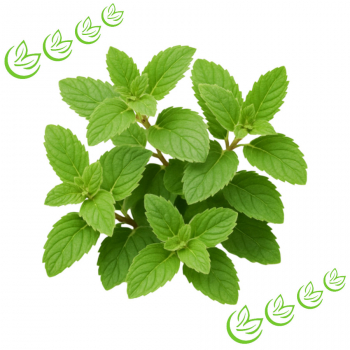 Äth. Pfefferminzöl Arvensis BIO 500 ml