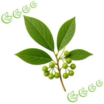 Äth. Litsea Cubebaöl BIO 100 ml