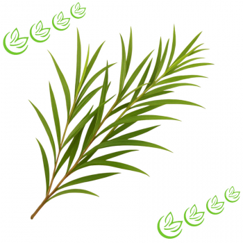 Äth. Teebaumöl BIO 100 ml