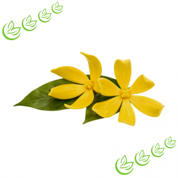 Äth. Ylang Ylangöl I BIO 10 ml