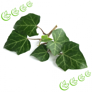efeutute umpflanzen Hydro Efeutute – Green Me Up