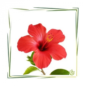 Hibiskus Pulver BIO 5 kg