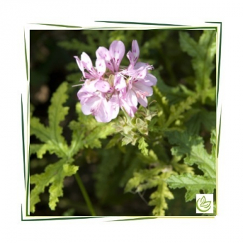 Hydrolat Geranium Bourbon BIO 3 l