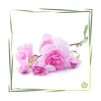 Hydrolat Rosen Damascena Natural BIO 100 ml