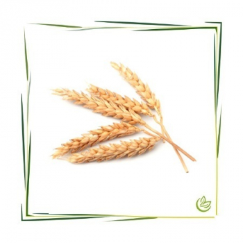 Hydrolat Weizen BIO 5 l
