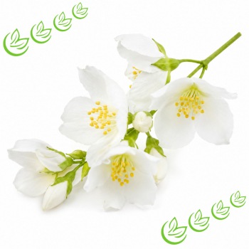 Parfümöl Jasmin 1 l